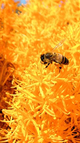 Flower & Bee, WA. 